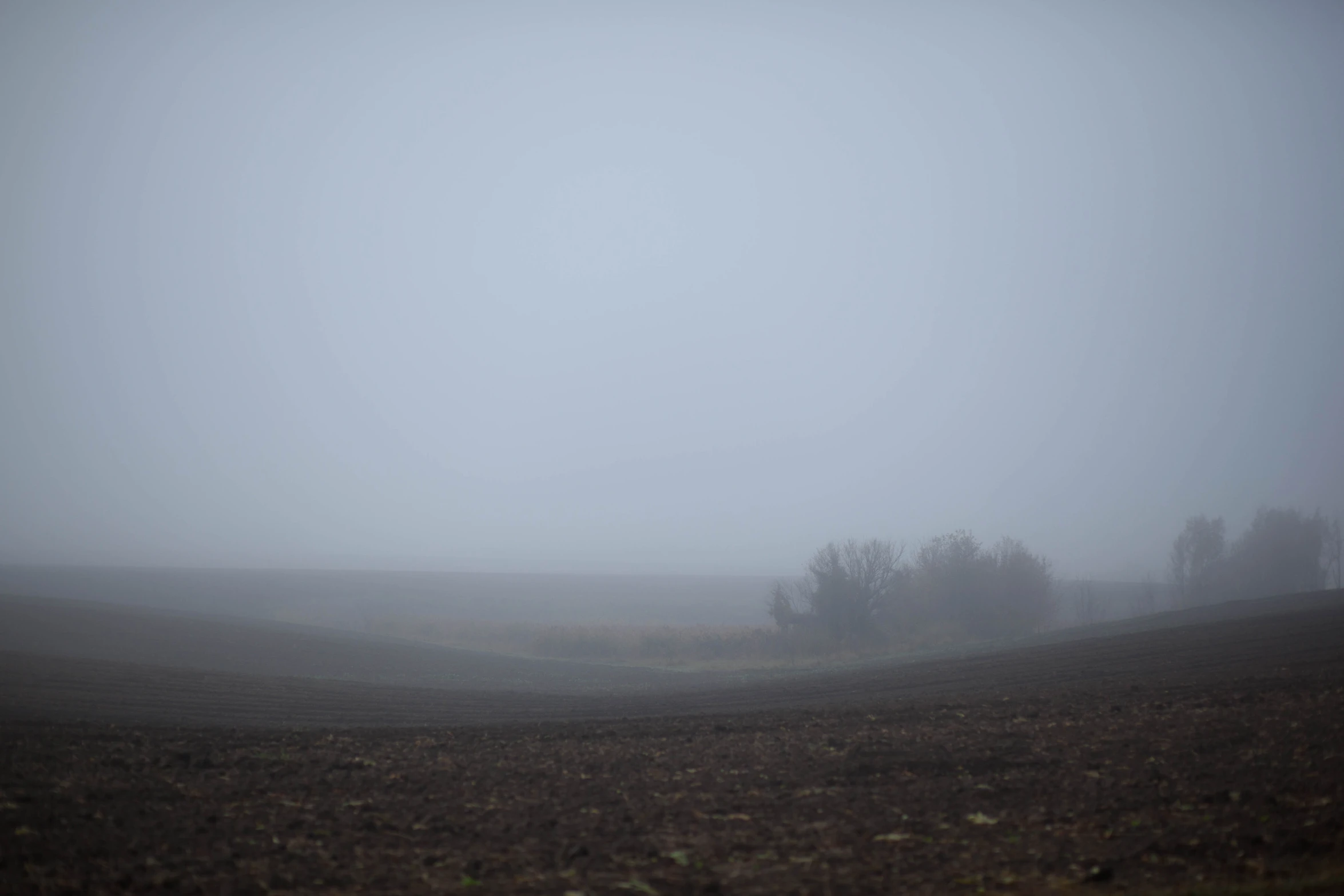 the horse is in the field on a foggy day