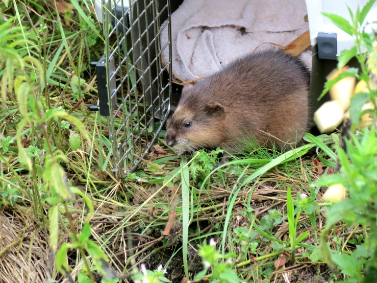 small rodent poking its head through the wire cage