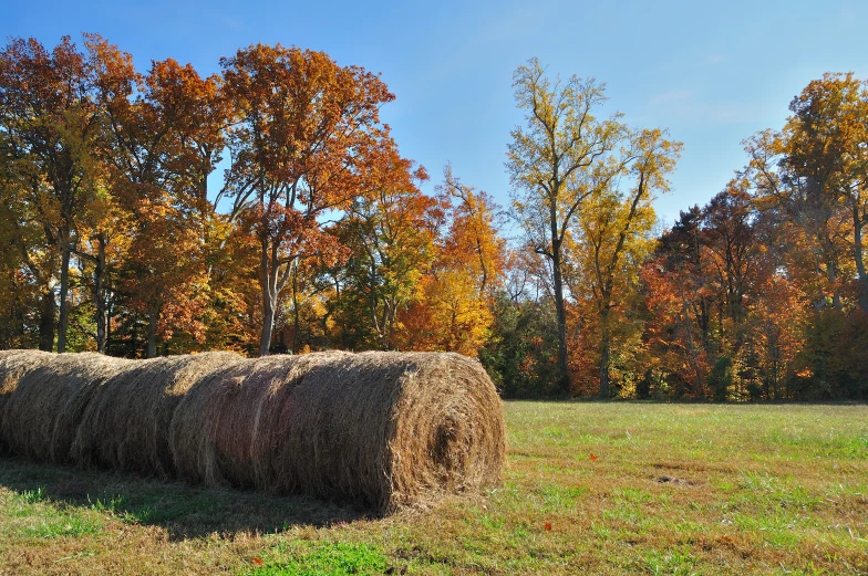 three rolls of hay sit in a pasture near autumn trees