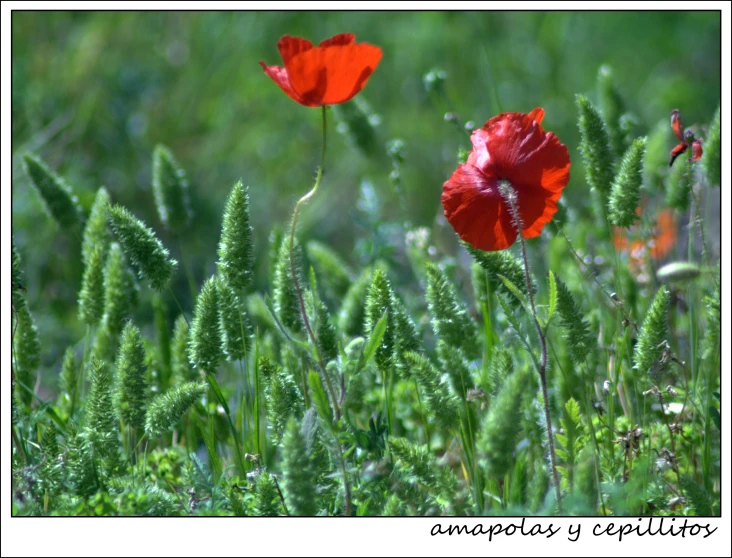 a couple of red flowers next to each other