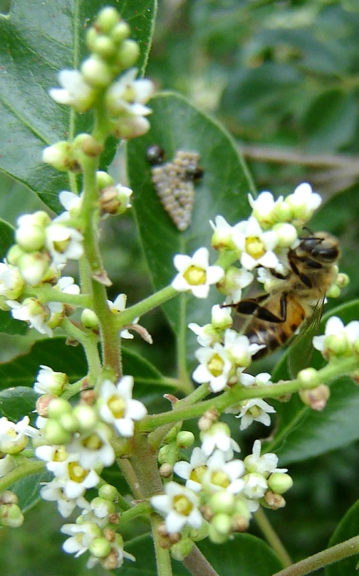 a honeybee sits on the tip of a nch of a flower