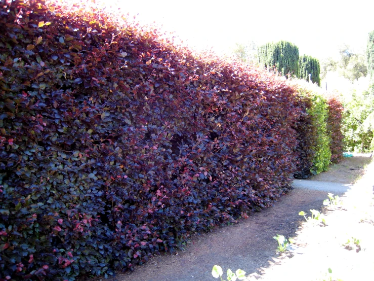 the very tall purple hedge has flowers growing on it