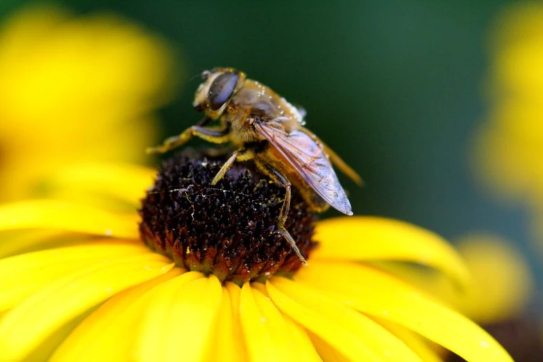 the bees are sitting on the yellow flower