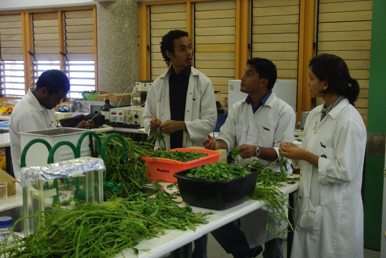 four medical staff gather together to discuss an experiment