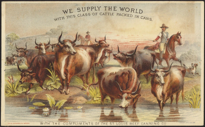 an old picture shows cattle, men and cattle