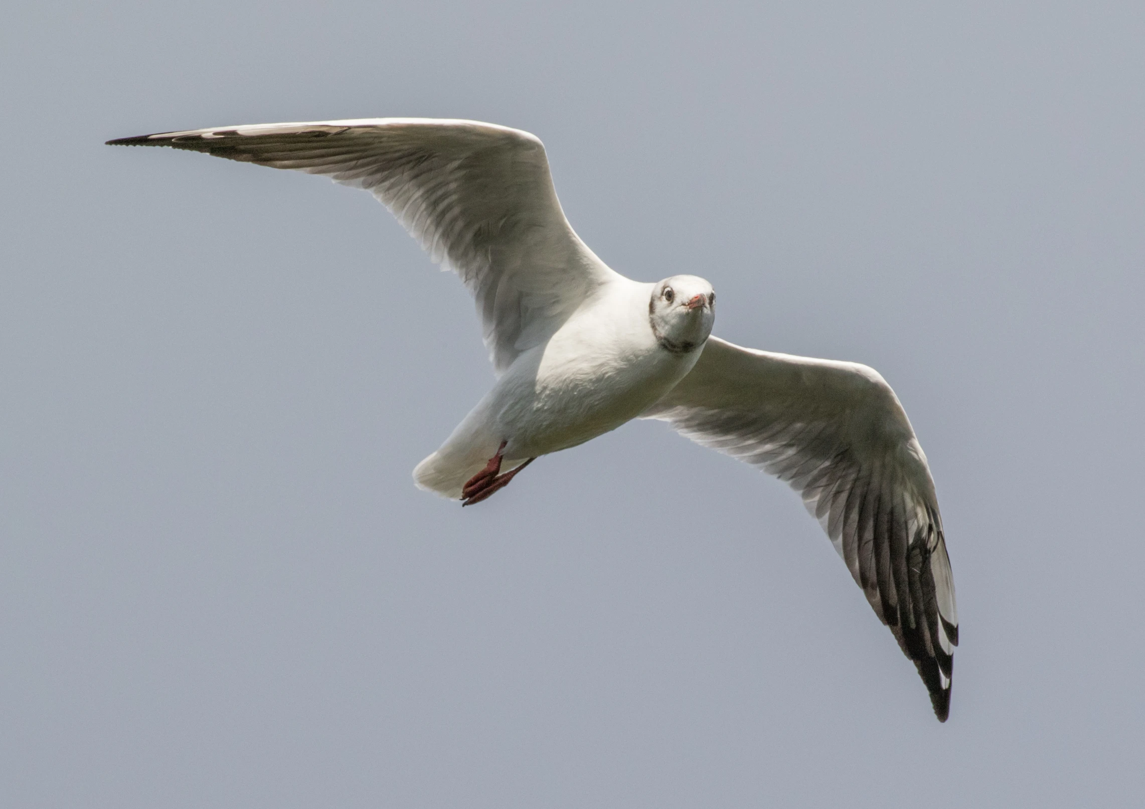 a single white bird soaring through a blue sky