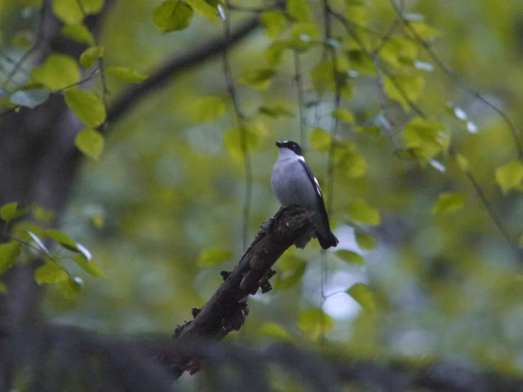 a small bird perched on a nch on a tree