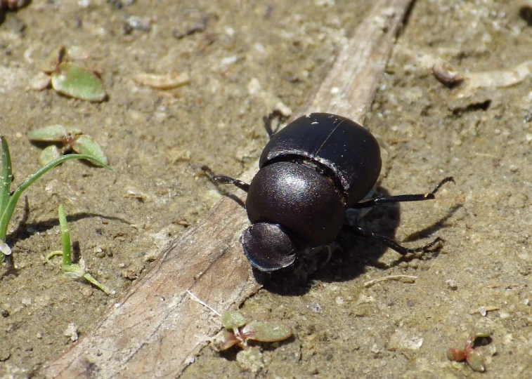 an insect crawling on the ground beside some grass