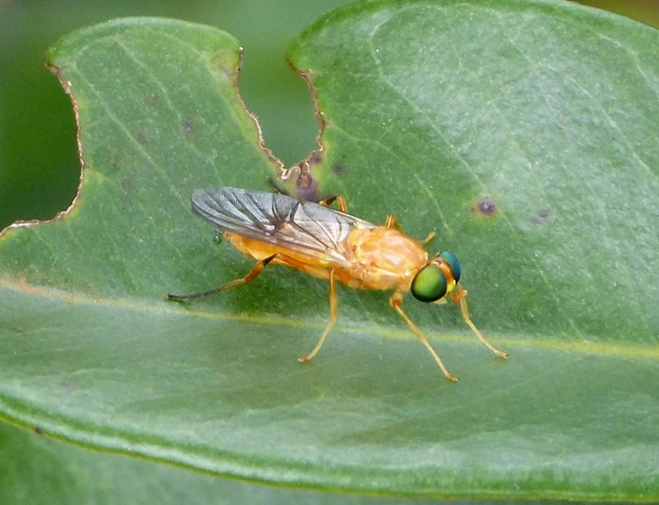 a fly resting on a green leaf in the sunlight