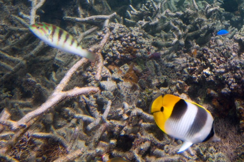 a couple of small colorful fish swimming on top of a ocean floor