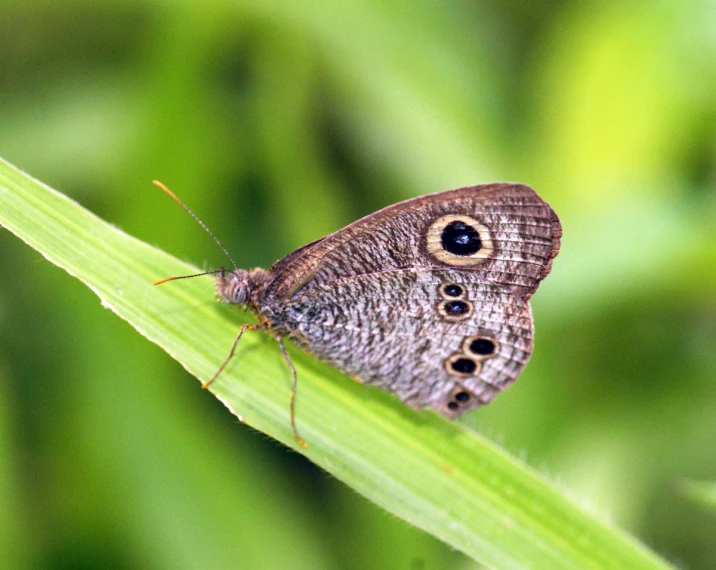 a blue - and - brown erfly rests on a green stalk of grass