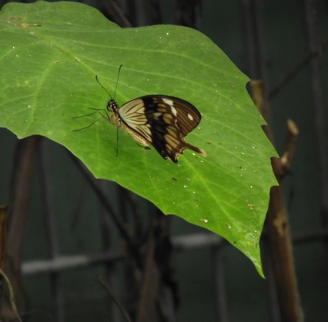 a erfly resting on a green leaf next to a tree