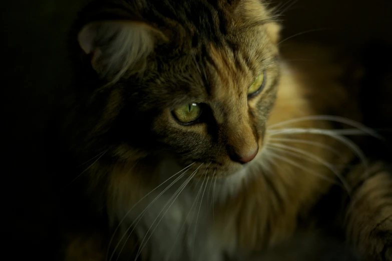 a cat with green eyes staring straight ahead