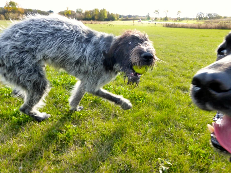 two dogs with tennis balls in their mouth running