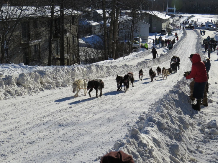 a group of people walking in the snow with their dogs