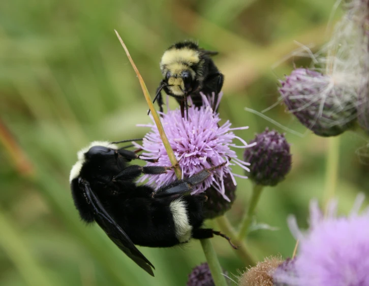 a bum on a thistle flower close up