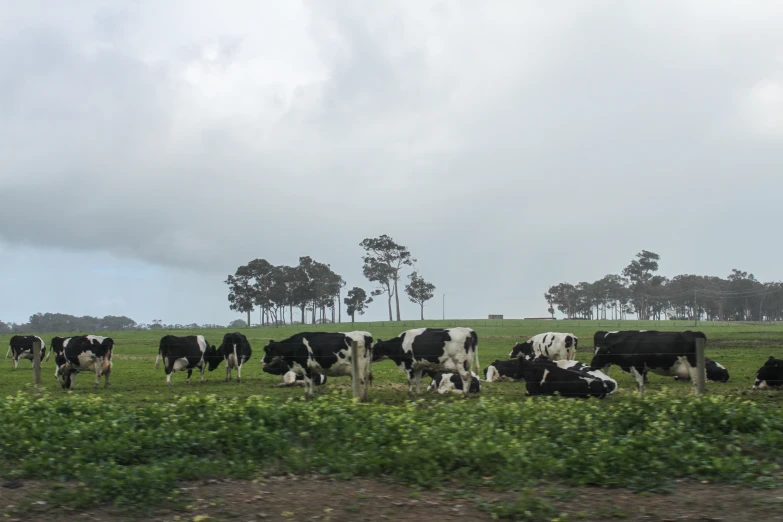 cows grazing in an open field beneath a cloudy sky