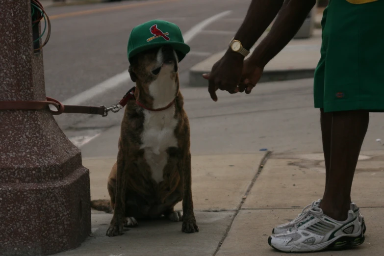 small dog being fed on the leash on the side walk