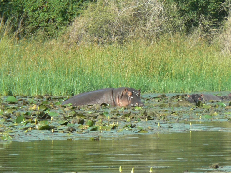 two hippopotamus are lying in the water