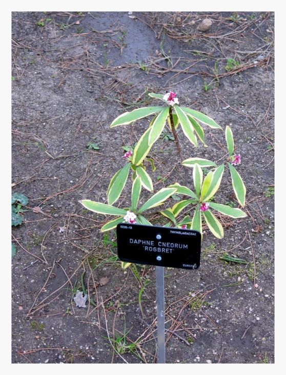 a small plant is next to a sign on the ground