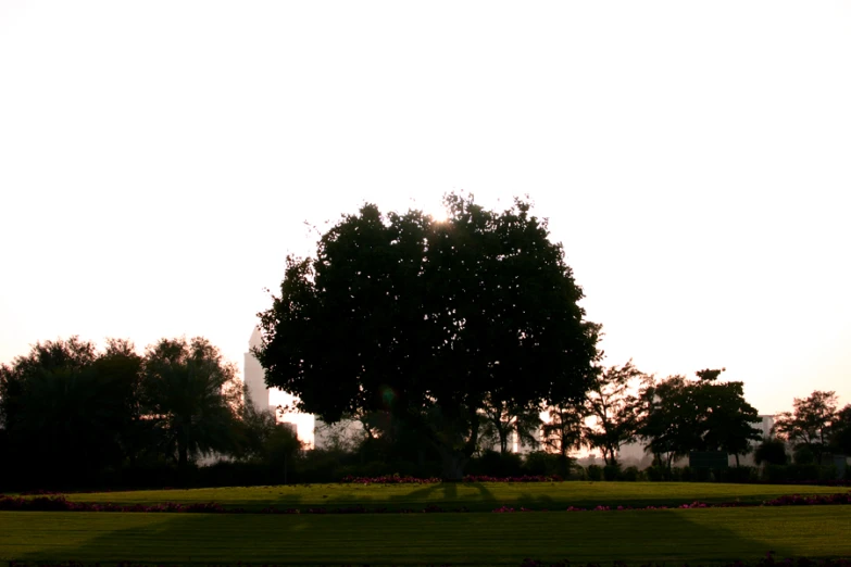 a large tree is on a hill in a park