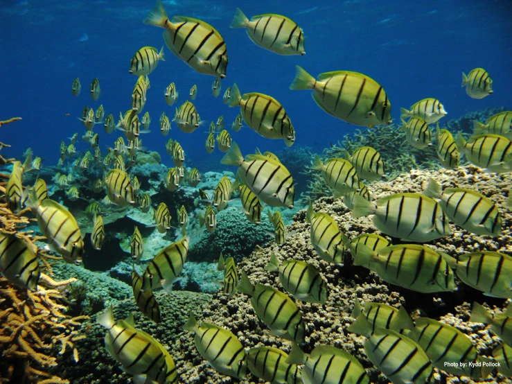 an underwater view shows many fish swimming around the coral reef