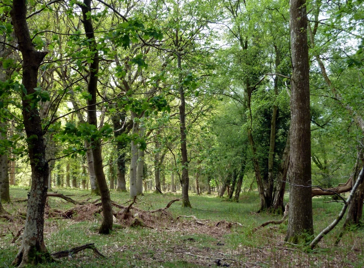 a bench sitting in the middle of a forest