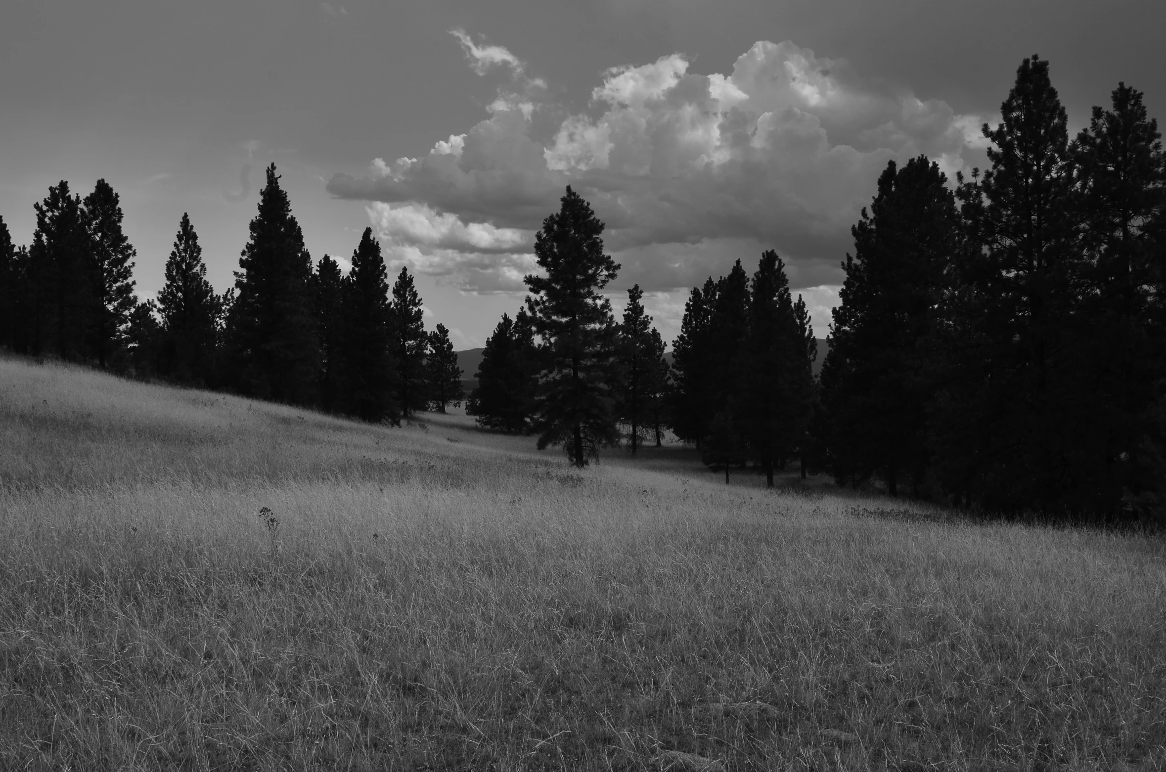 black and white pograph of a grassy hill and trees