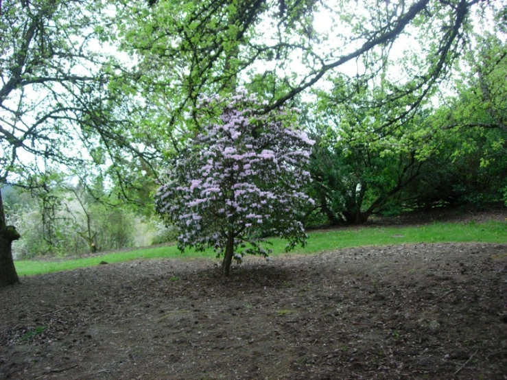 the small purple plant in the middle of the field