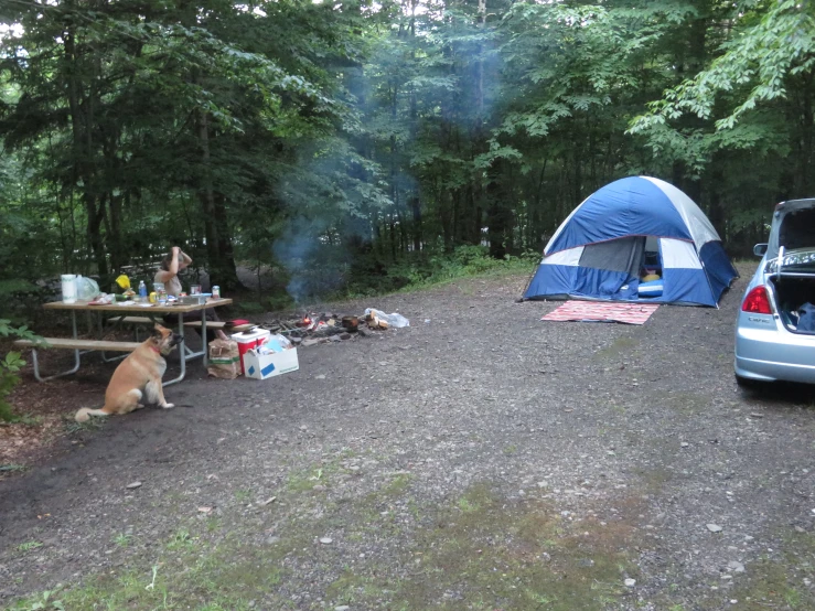 a dog sitting next to a tent in the woods