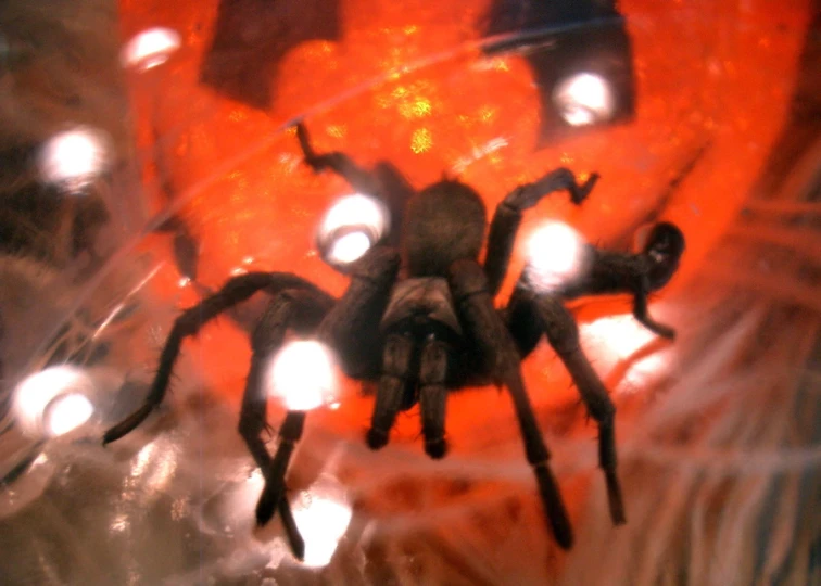 an image of a spider with many light bulbs