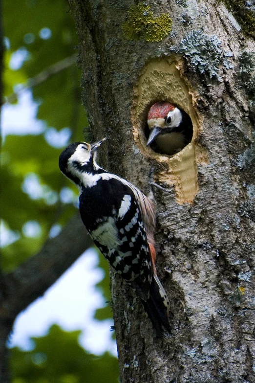 a pair of birds in an old tree with the opening of their birdhouse