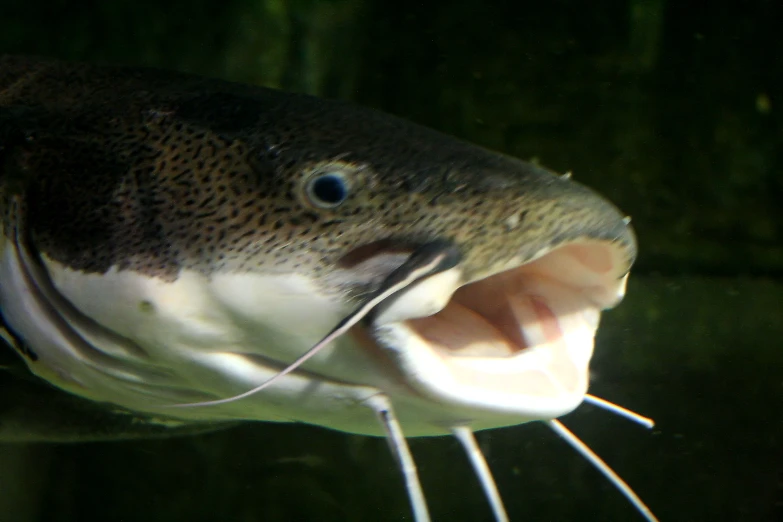 close up of an aquarium fish with it's mouth open