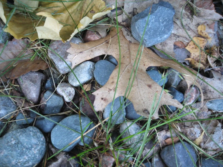 the leaves are laying on the rocks and water