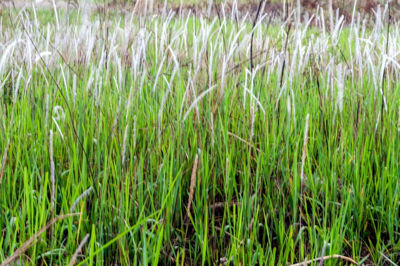 a field that has many tall grass growing