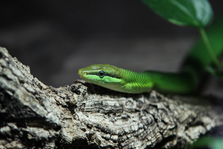 a closeup of a snake on a nch of a tree