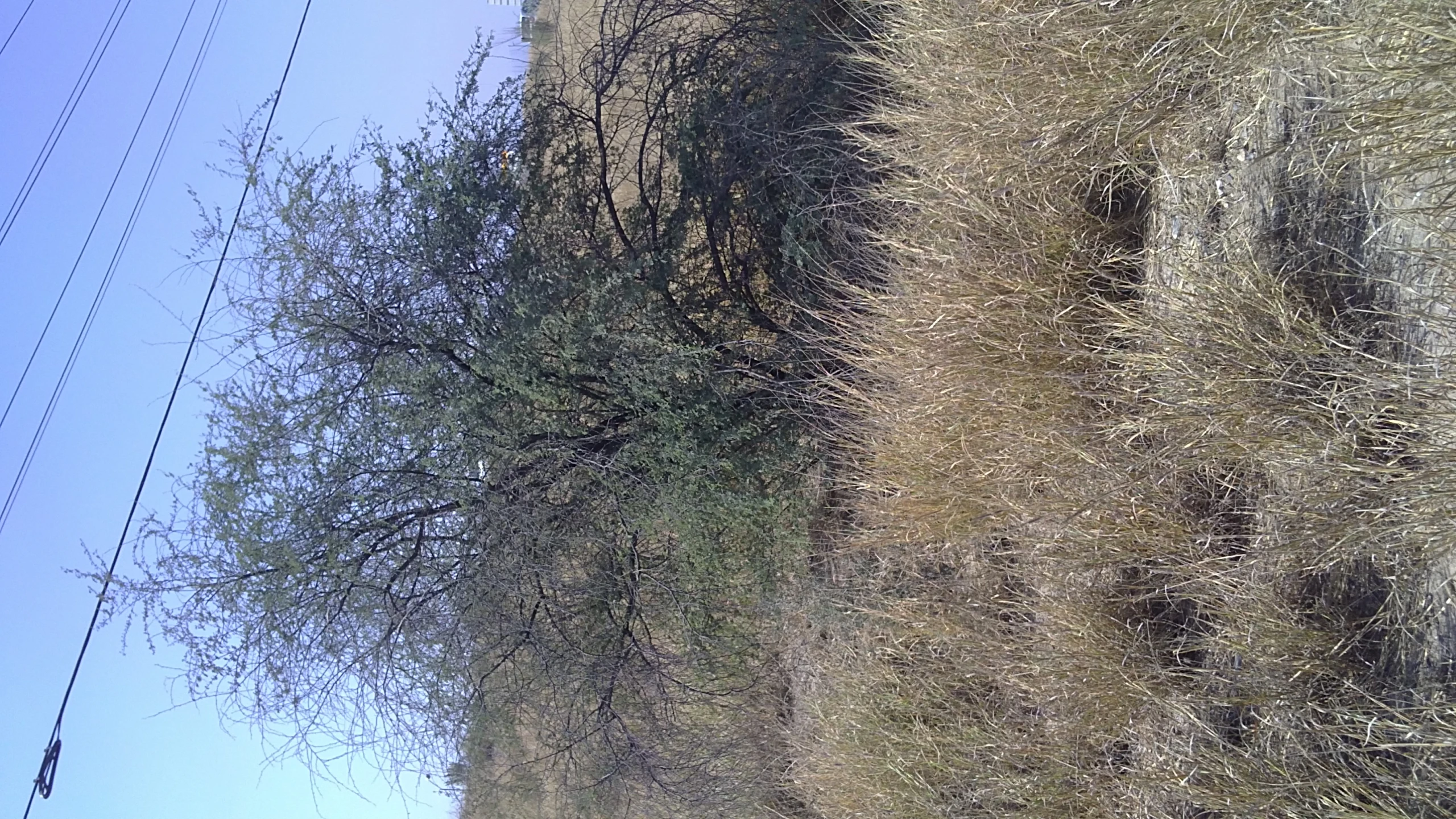 the grass and the dirt are dried up by the power lines