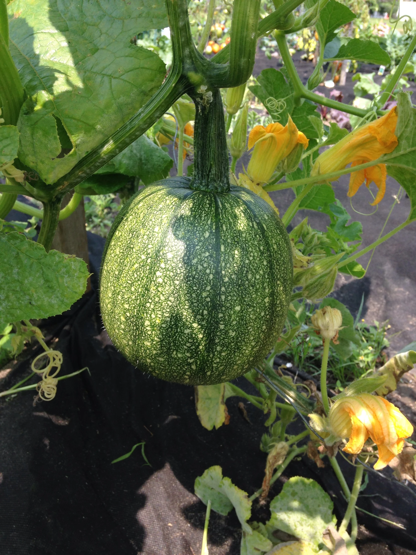 a cucumber hanging from a tree in a garden