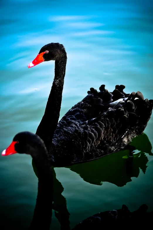 a large black swan swimming on top of water