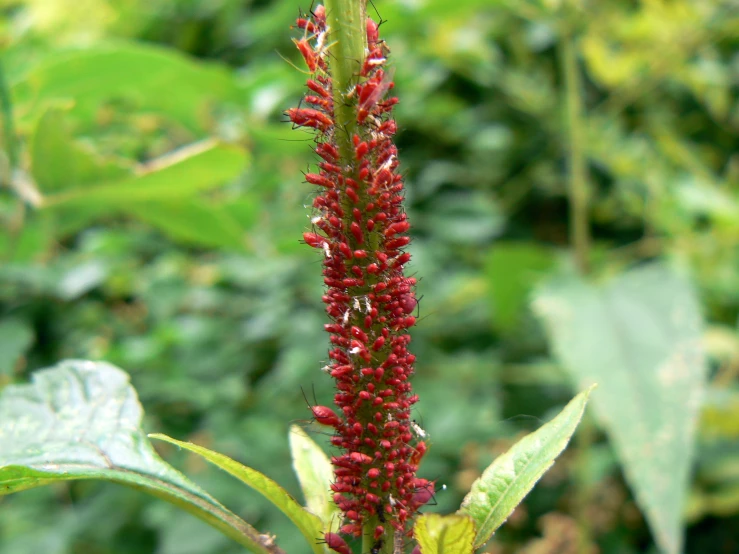 there is a bright red flower in the forest