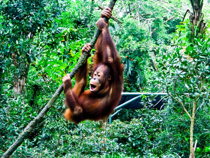 a brown oranguel hanging upside down in the woods