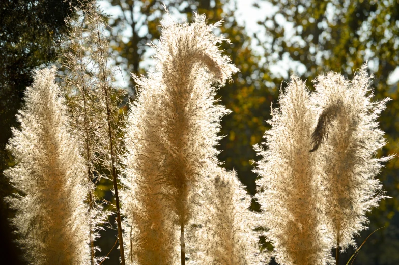 several white flowers that are blowing in the wind