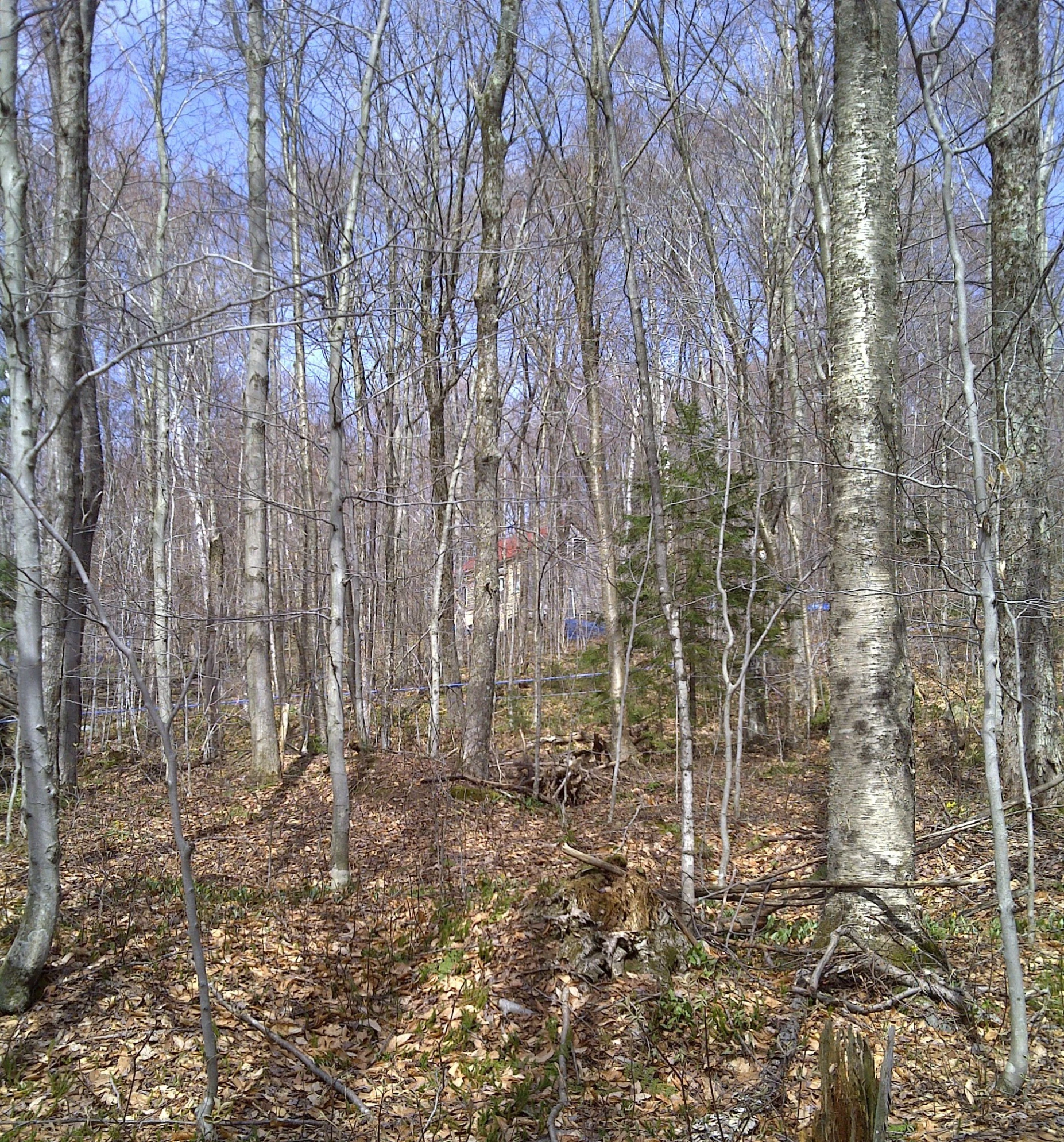 this is a wooded area that has several large trees in it