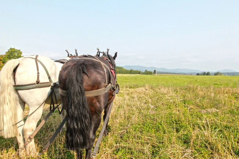 a white horse is eating grass on a field