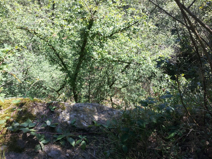 some tall trees and rocks are by some water