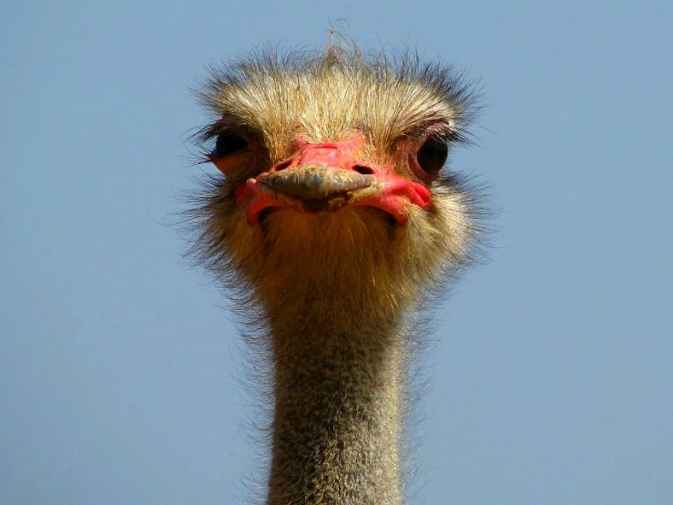 the head of an ostrich with an open face