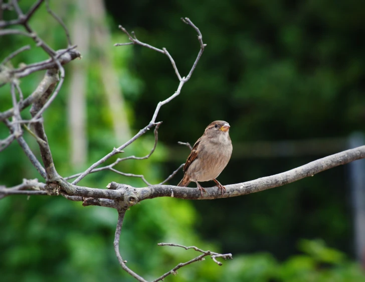 a little brown bird perched on top of a tree nch