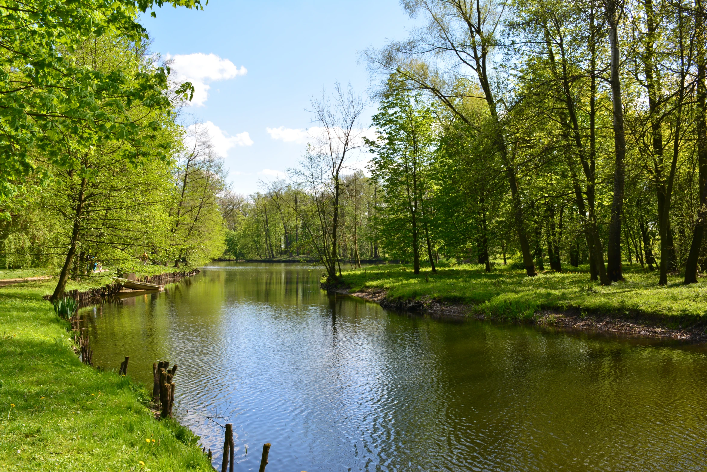 a body of water in a forest near trees