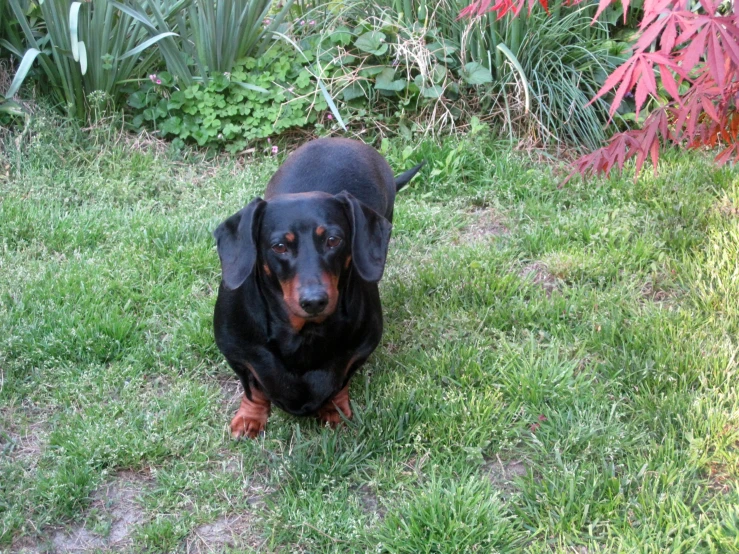 a dog sitting in the grass next to bushes