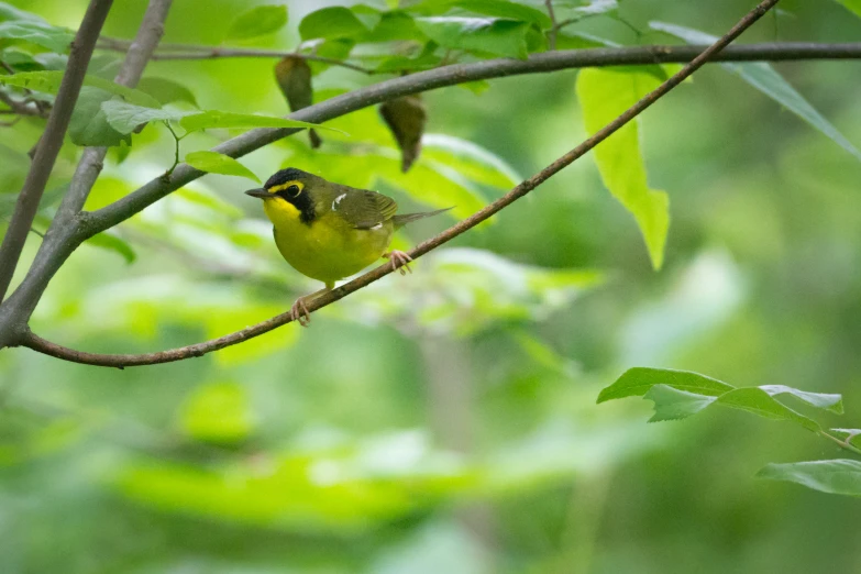 yellow bird with black face on nch near green foliage